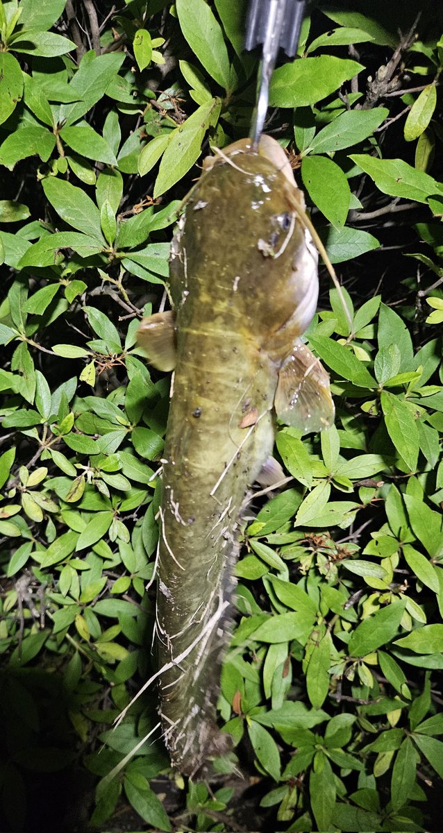 funakichi3rd's tweet photo. ナマズ釣れたぁーよ  嬉しい🎣 https://t.co/vk6EsaxdKu