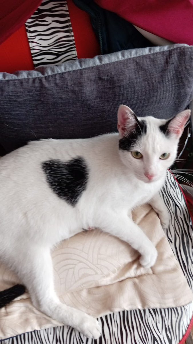 larroticaa's tweet photo. Esta es la vez número mil que publico a Mayo, porque por alguna razón, no me ha salido en adopción :( 

Oficialmente es el gatito que más se ha demorado de todos los que he rescatado, y no sé porque si es un lindo. https://t.co/OefiInteJO