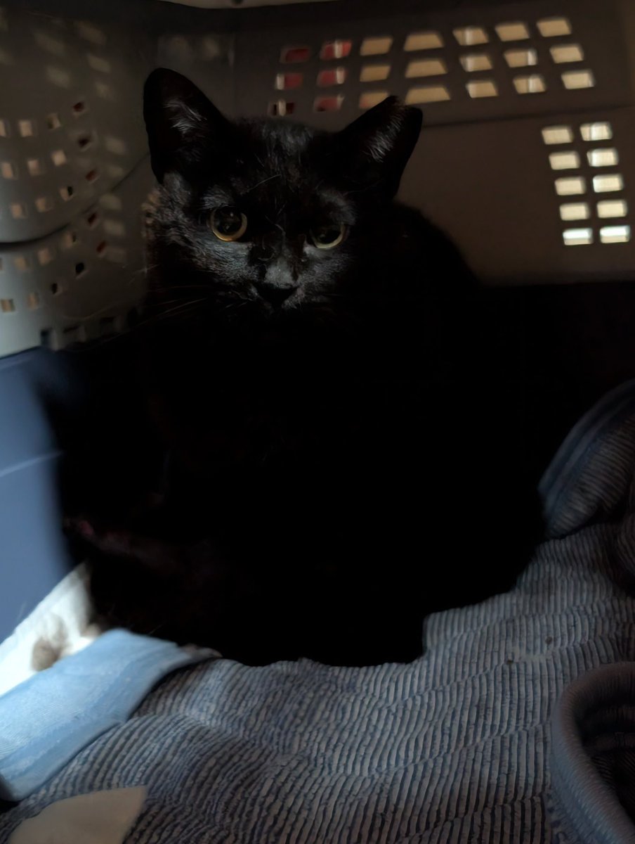 okhoneko's tweet photo. 負傷猫さんを保護しました。
古いケガで足先はなく、
関節は脱臼後に固まってしまったようです。
女の子、手術済み。
ご飯はもらっていました。
脱臼だったので「ヒナ」ちゃんと名付け、来週、断脚手術です。

#負傷猫
#ヒナ https://t.co/PmGZXHvLKY