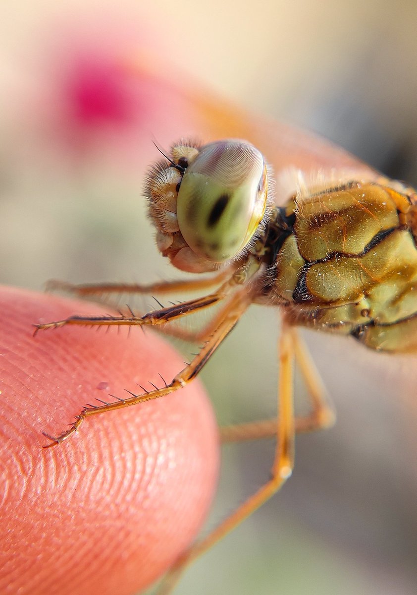 Shyamli_Kashyap's tweet photo. β’~Dragonfly and Damselfly
#Dragonflyweek @BDSdragonflies https://t.co/TxLs6U1bZz