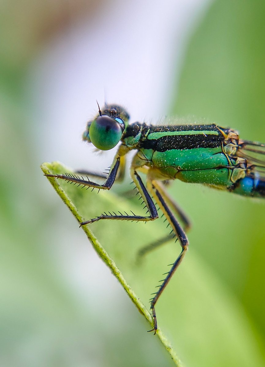 Shyamli_Kashyap's tweet photo. β’~Dragonfly and Damselfly
#Dragonflyweek @BDSdragonflies https://t.co/TxLs6U1bZz