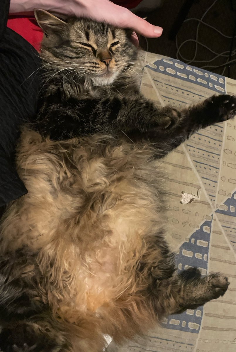 AwryKitty's tweet photo. She’s still my kitty 💜 https://t.co/Uzaye0nVel