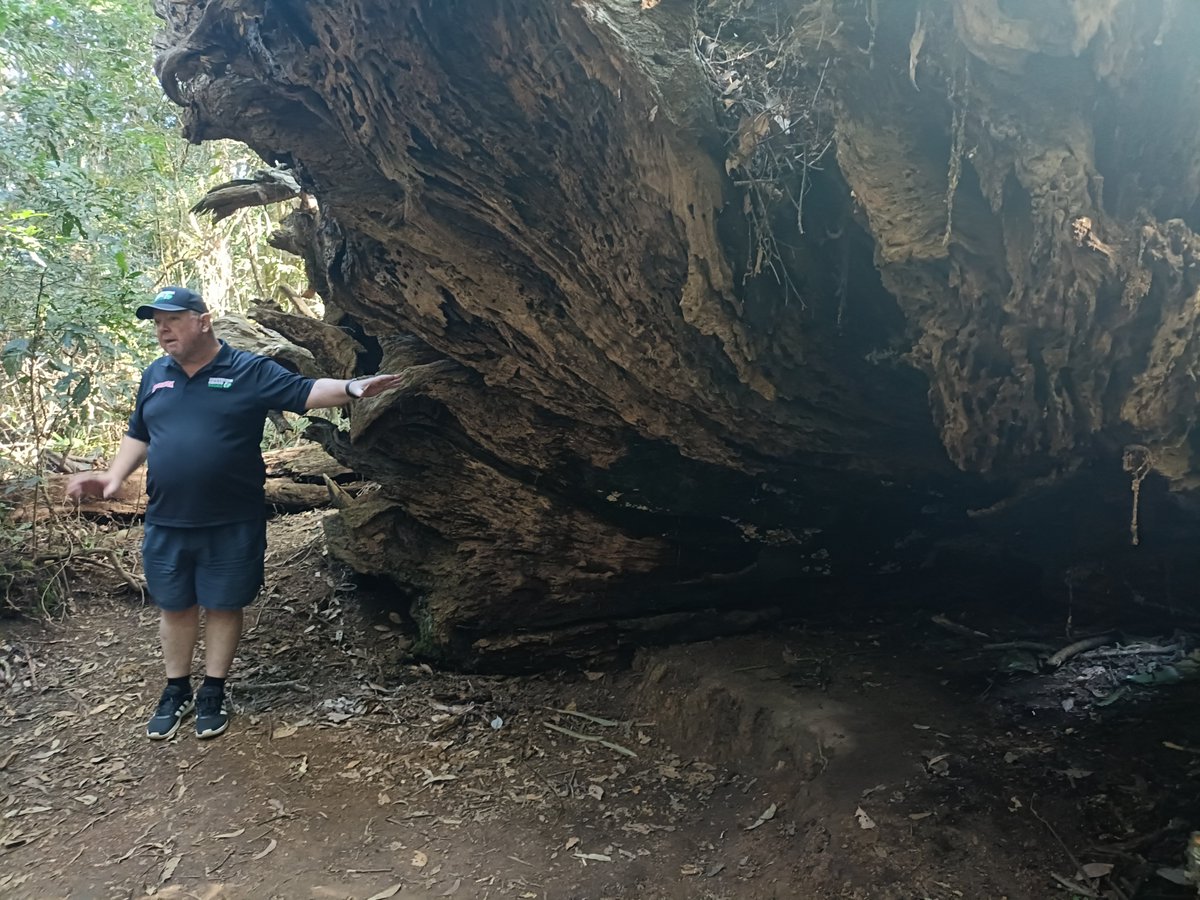 iamokKQ's tweet photo. Gold coast
#Springbrook national park🇦🇺 https://t.co/sMHGfZmby5
