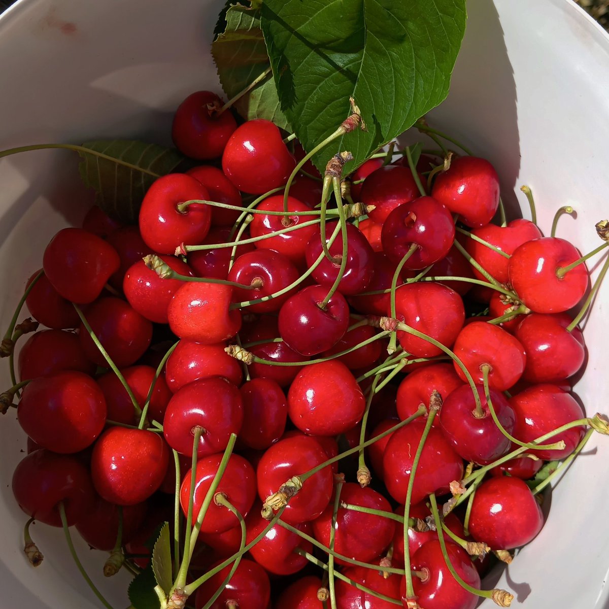 avsinilys1's tweet photo. Giriş gelişme sonuç 🍒💚 https://t.co/7XucSGG3wA