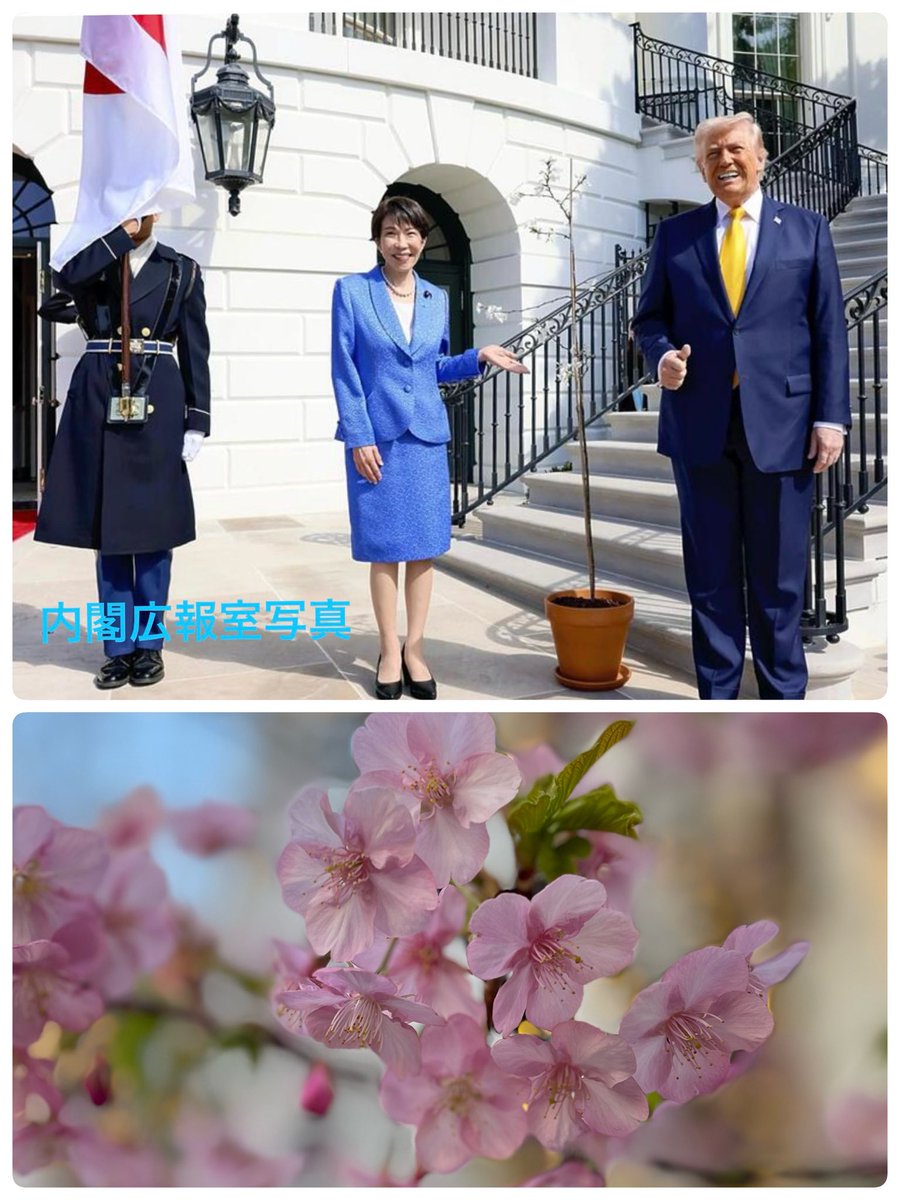 Arimura_haruko's tweet photo. 米国🇺🇸の独立宣言から丁度250年となる今日7月4日、おめでとうございます！

【建国250年】にちなんで、今年3月に行われた高市総理とトランプ大統領による日米首脳会談では、【桜の苗木250本】が贈呈されました。

首都ワシントンに春の訪れを知らせる、ポトマック河岸の桜🌸は、日米友好の絆の象徴でもあります。

日露戦争(1904〜1905)の終結に向け、和平交渉の労を取ってくれた米国への想いもあり、1909・1912年に日本から桜が贈呈されたのが始まりと聞いています。

当時、日露戦争終結への和平交渉を担ったセオドア・ルーズベルト大統領は、この功績によって、1906年に米国人として初めてノーベル平和賞を受賞しました。

この頃、我が国から寄贈された桜は、戦火を交えた先の対戦でも毀損されずに彼の地に根付き、110年以上の時空を超えた今もなお、世界中の観光客をも魅了する首都ワシントンの彩りとなっています。

建国250年おめでとうございます。