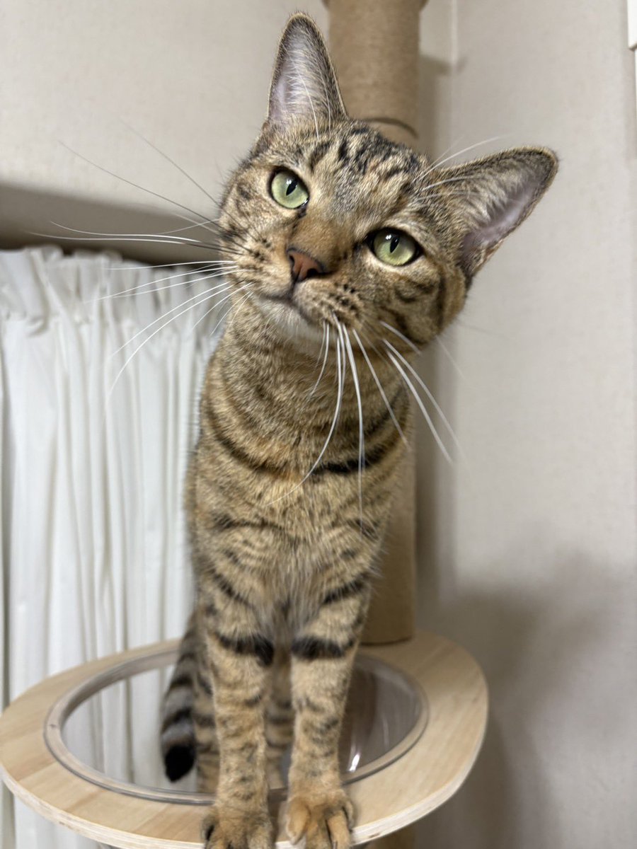 rin_hato's tweet photo. 明日は  七夕 #讓渡会 です⭐️🎋
写真だけの参加の 子猫期を過ぎた可愛い子たちのご紹介❤️
里親さま募集中です🙏 #ちゃまの家 #保護猫 #ハチワレ  #美猫 https://t.co/bCuISG5e3h