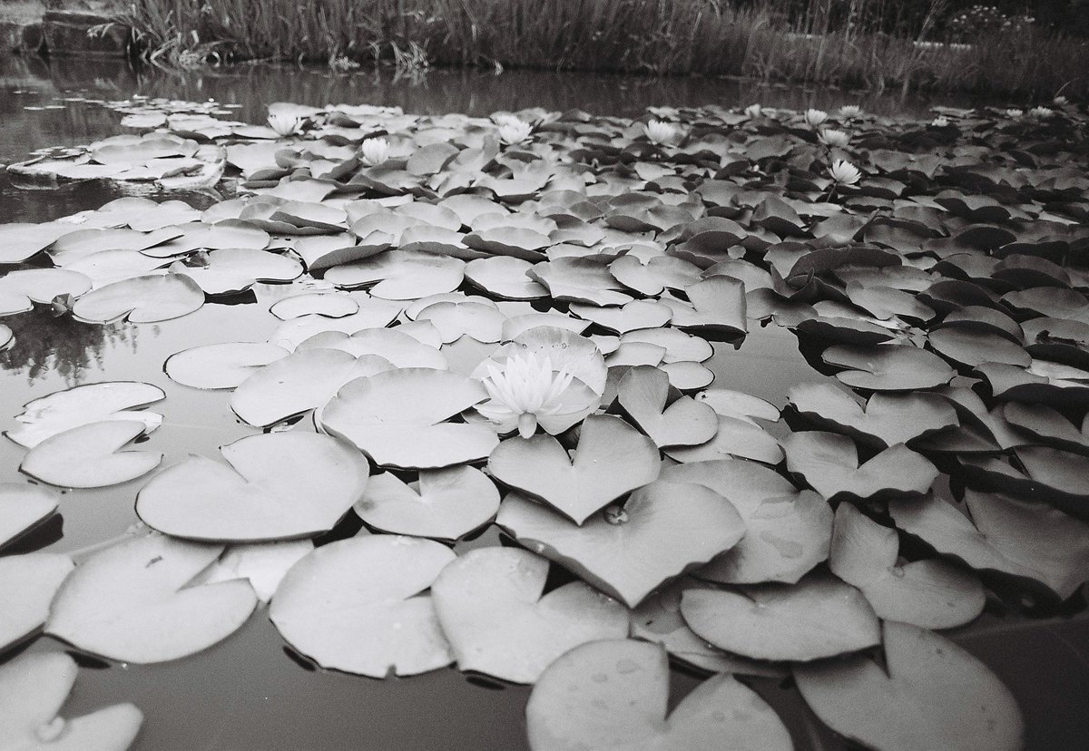 mayuri041's tweet photo. 6月14日｜蓮の浮かぶ池

📍岡山県倉敷市：種松山公園
📷Canon FTb + NewFD24mm F2.8
🎞ILFORD XP2 Super 400 https://t.co/nNHk2gSfjn