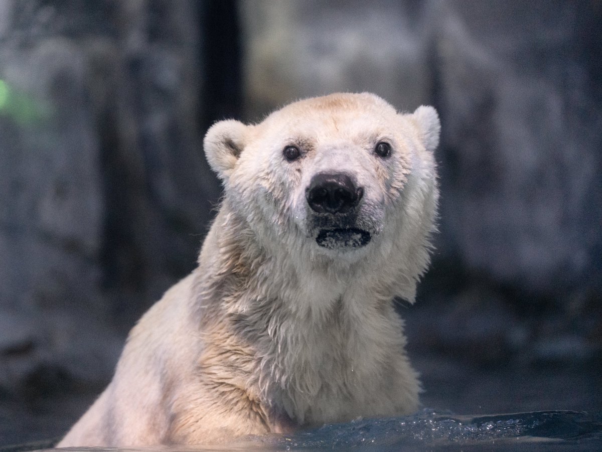 ourspol60532039's tweet photo. 泳いでいても休憩していてもかわいいな🐻‍❄️✨
2026.6.30
#八景島シーパラダイス #ホッキョクグマ #ユキ丸 https://t.co/ND4N0WjnoJ