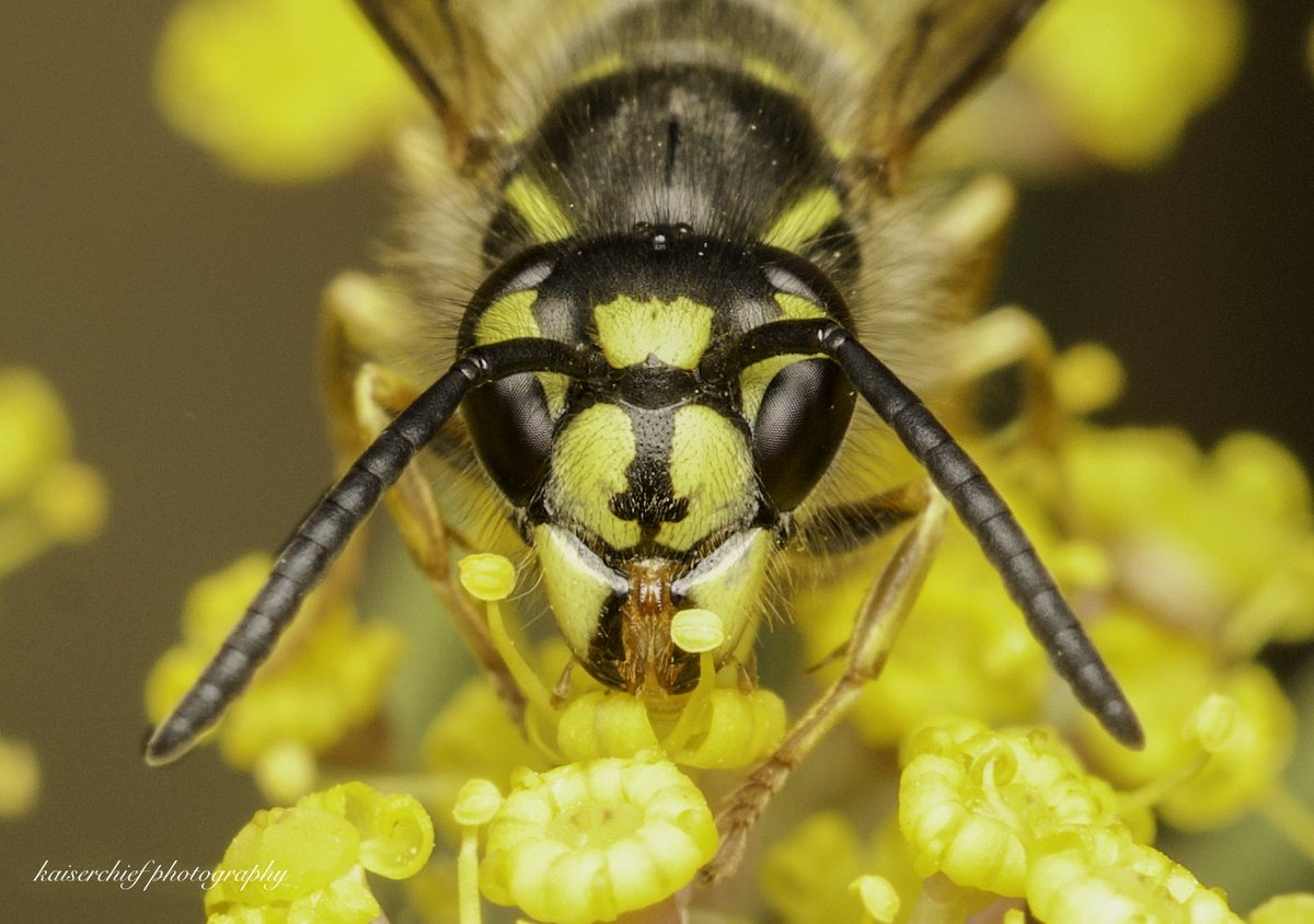 Kaiserchief3's tweet photo. Macro Wasp
@RSPBTheLodge https://t.co/aznUjHbrNN