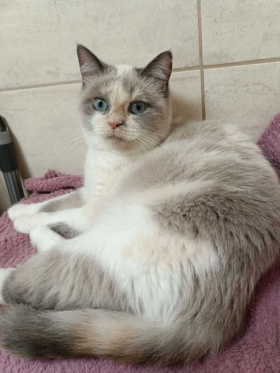 birbinka's tweet photo. Adoptujemy z Ukrainy 3 koteczkę,  partnerkę Melona i siostrę Daktyla. Na kogo wam wygląda? Ankieta na dole https://t.co/tE9vp4aSGS