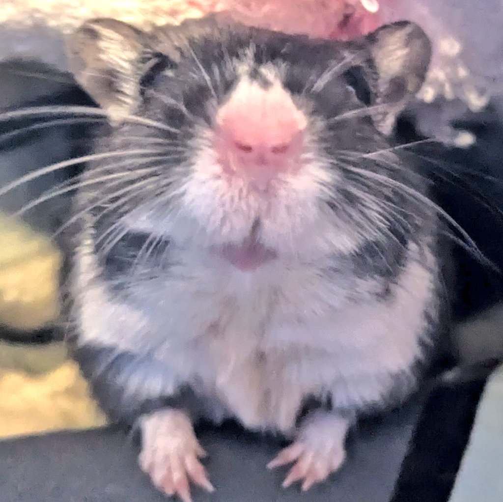 bnbnNEZ's tweet photo. 本日のねずみ
愛おしちゃんだね https://t.co/7B2ID9zDpc