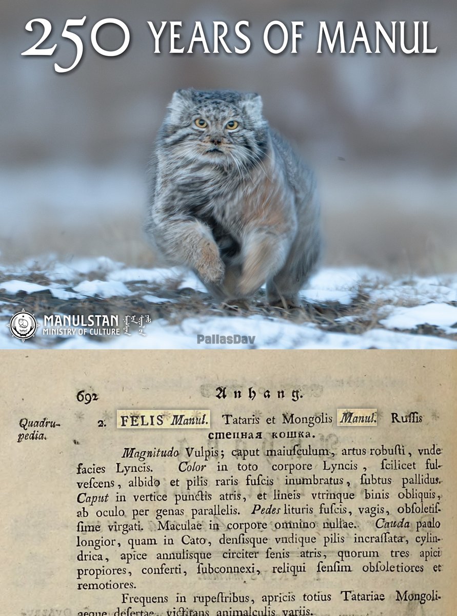 DailyMantle3's tweet photo. Dear Manul, Happy 250th Birthday.

1776 was also the year the term "Manul" was officially coined by German scientist Peter Simon Pallas. https://t.co/7F5oPdvJfl