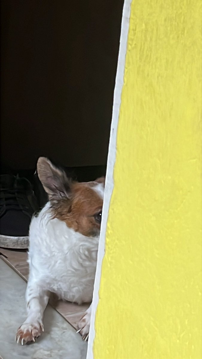 afrojuuii's tweet photo. Eu sinto q esse cachorro tá montando um plano maligno… https://t.co/Uz0yWwmbaT