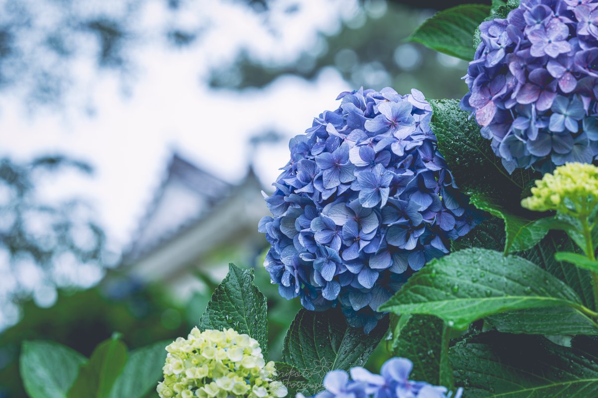 📷：𝙉𝙞𝙠𝙤𝙣 ℤ9 lens：NIKKOR ℤ 135mm f/1.8 S Plena 撮影地