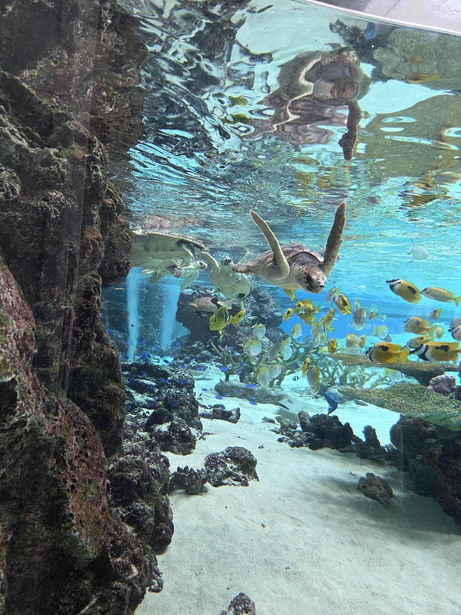riribts3128's tweet photo. @tan_sui_kabutz 水族館はいいぞ！
ウミガメさん可愛すぎました😍 https://t.co/rAv2LsnOF0