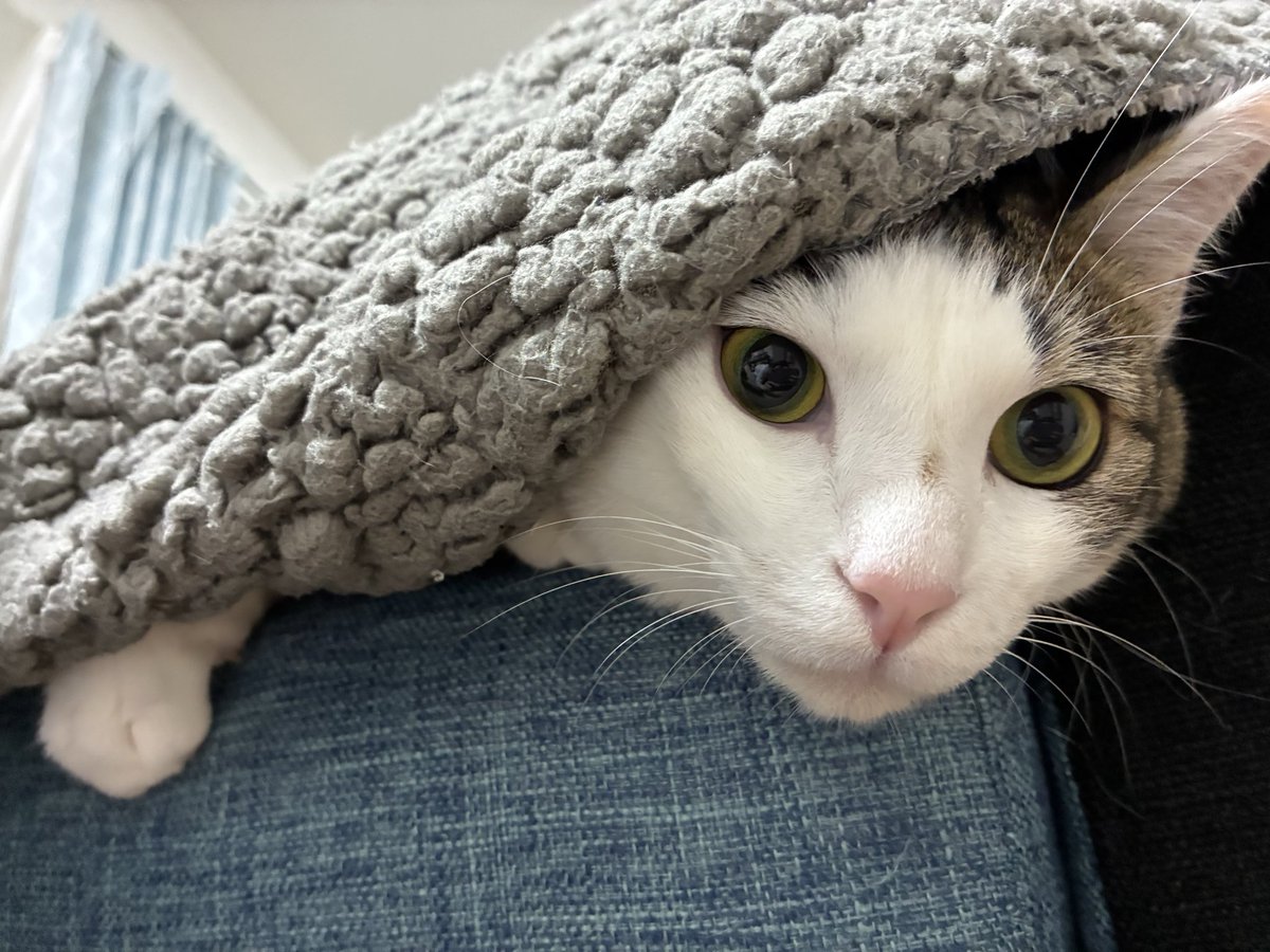 chikidayo211's tweet photo. 今日の猫🐱 https://t.co/hxFYHgonFF