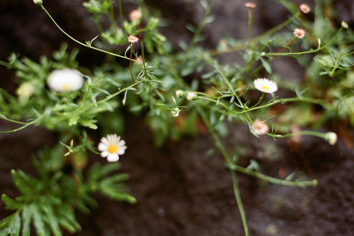 motokifilm's tweet photo. Kodak Portra 400 https://t.co/31muwlVzZ3