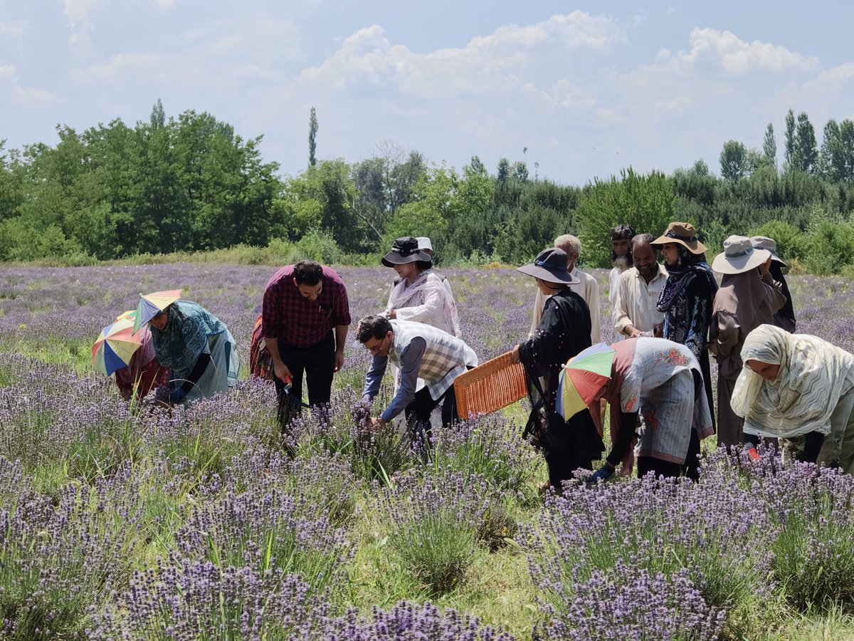 csiriiim's tweet photo. A breathtaking sea of purple blooms at Bonera Field Station, Pulwama marks the beginning of the 2026 Lavender Harvest.

Inaugurated by Dr. Zabeer Ahmed, Director, CSIR-IIIM Jammu, the event highlights the success of the CSIR Aroma Mission, driven under the visionary guidance of Hon’ble Union Minister of Science & Technology and Vice President, CSIR, Dr. Jitendra Singh.

Empowering farmers, inspiring agri-startups, and strengthening Jammu & Kashmir’s journey as a hub for high-value aromatic crops — the Lavender Revolution continues to bloom. 

#CSIRIIIM #DrJitendraSingh #DrZabeerAhmed #LavenderHarvest #LavenderRevolution #PurpleRevolution #AromaMission #Pulwama #JammuAndKashmir #ScienceForSociety #FarmerEmpowerment #AgriInnovation #StartupIndia #Bioeconomy