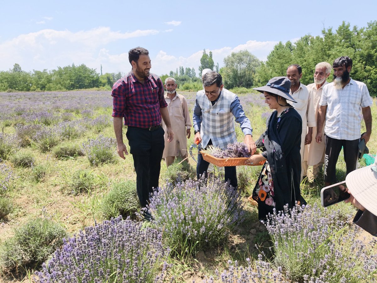 csiriiim's tweet photo. A breathtaking sea of purple blooms at Bonera Field Station, Pulwama marks the beginning of the 2026 Lavender Harvest.

Inaugurated by Dr. Zabeer Ahmed, Director, CSIR-IIIM Jammu, the event highlights the success of the CSIR Aroma Mission, driven under the visionary guidance of Hon’ble Union Minister of Science & Technology and Vice President, CSIR, Dr. Jitendra Singh.

Empowering farmers, inspiring agri-startups, and strengthening Jammu & Kashmir’s journey as a hub for high-value aromatic crops — the Lavender Revolution continues to bloom. 

#CSIRIIIM #DrJitendraSingh #DrZabeerAhmed #LavenderHarvest #LavenderRevolution #PurpleRevolution #AromaMission #Pulwama #JammuAndKashmir #ScienceForSociety #FarmerEmpowerment #AgriInnovation #StartupIndia #Bioeconomy