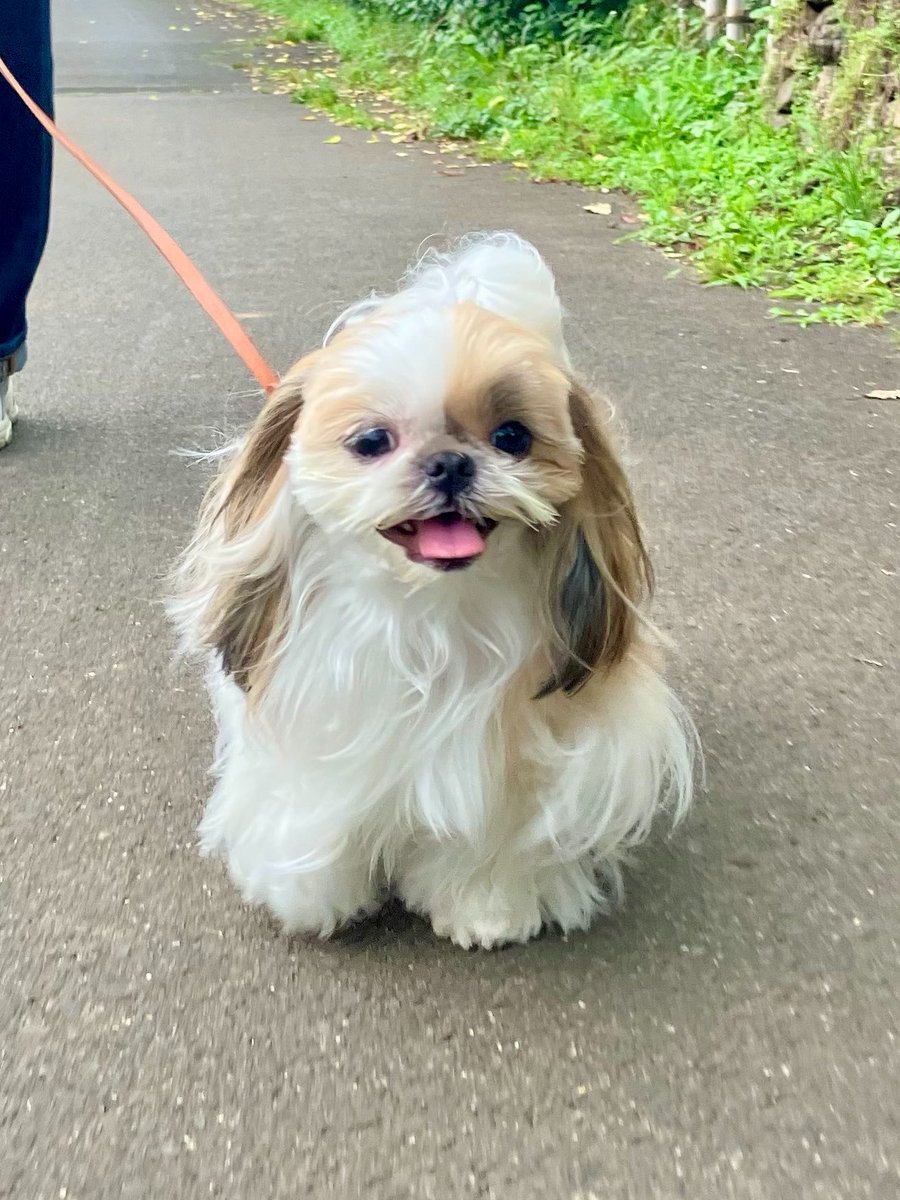 sick_rocks's tweet photo. 梅雨入りしても湿気に負けず楽しく散歩🐾
#シーズー #狛犬 #こまちゃん https://t.co/dBuZnHe3p9
