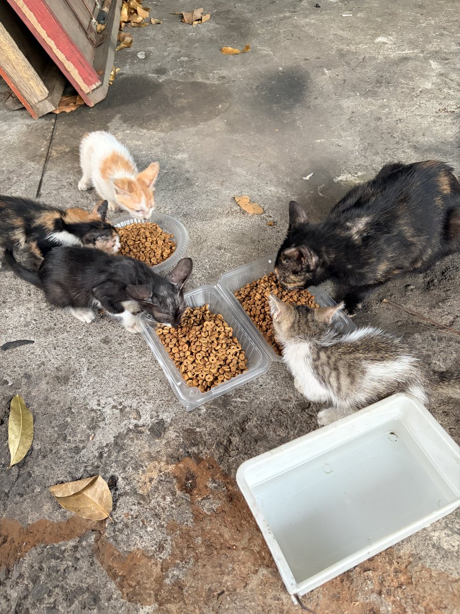 FiskaYenitaFK_'s tweet photo. Sorry sangat kita cuma ada biskut, wetfood dah habis ❤️‍🩹🥺 https://t.co/CowdwgCMjI