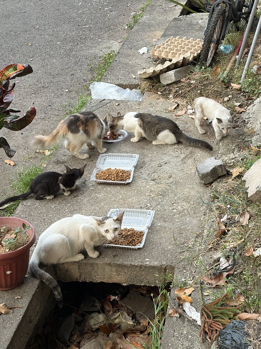 FiskaYenitaFK_'s tweet photo. Sorry sangat kita cuma ada biskut, wetfood dah habis ❤️‍🩹🥺 https://t.co/CowdwgCMjI