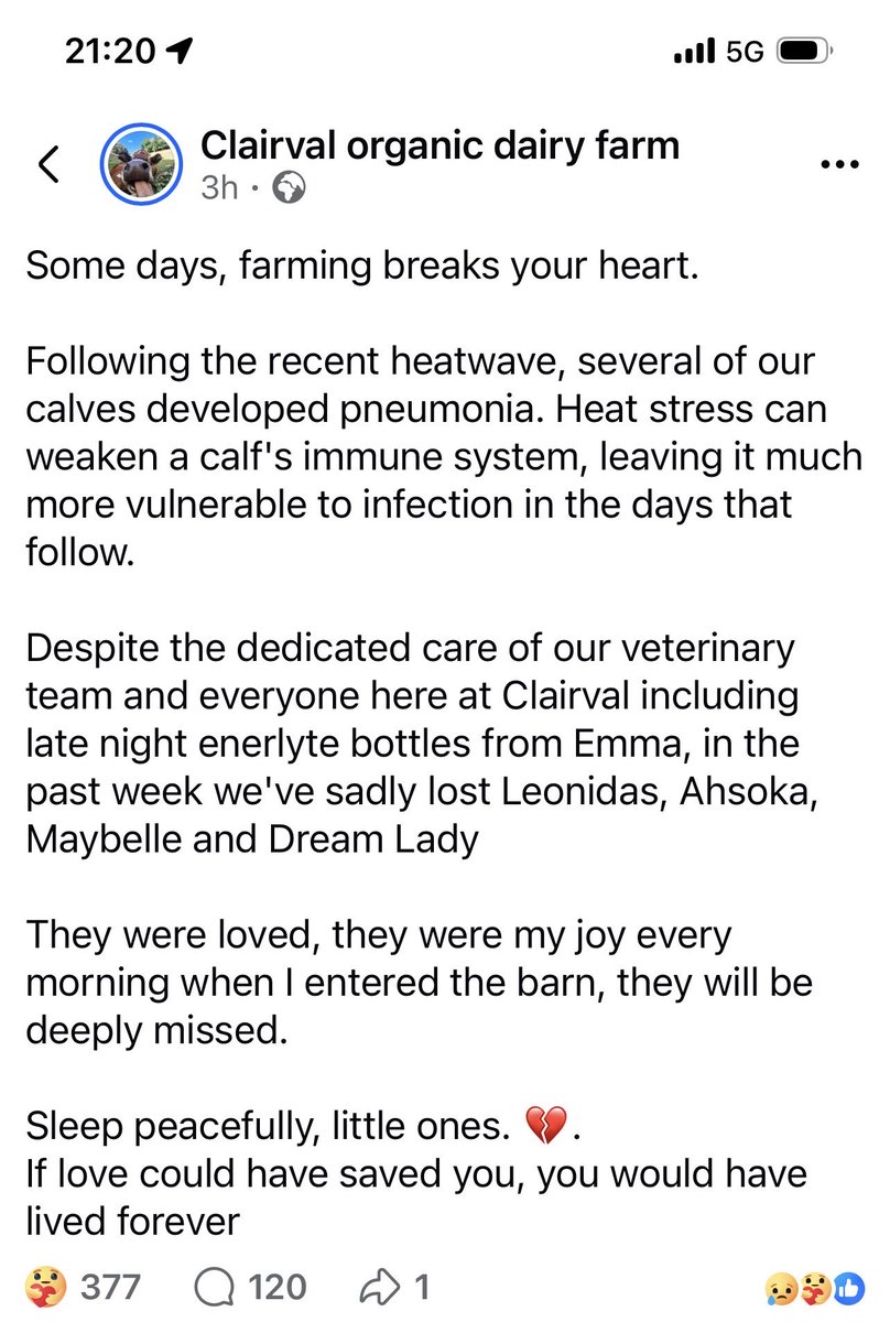 MatthewGreenJSY's tweet photo. @Met4CastUK And the sad outcome of that heat - our neighbours farm. Absolutely heartbreaking. https://t.co/TMHhMjnqti