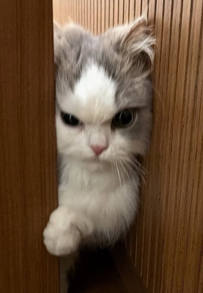 qoodlilmeoww's tweet photo. 🤨 https://t.co/gs2nkWC0At