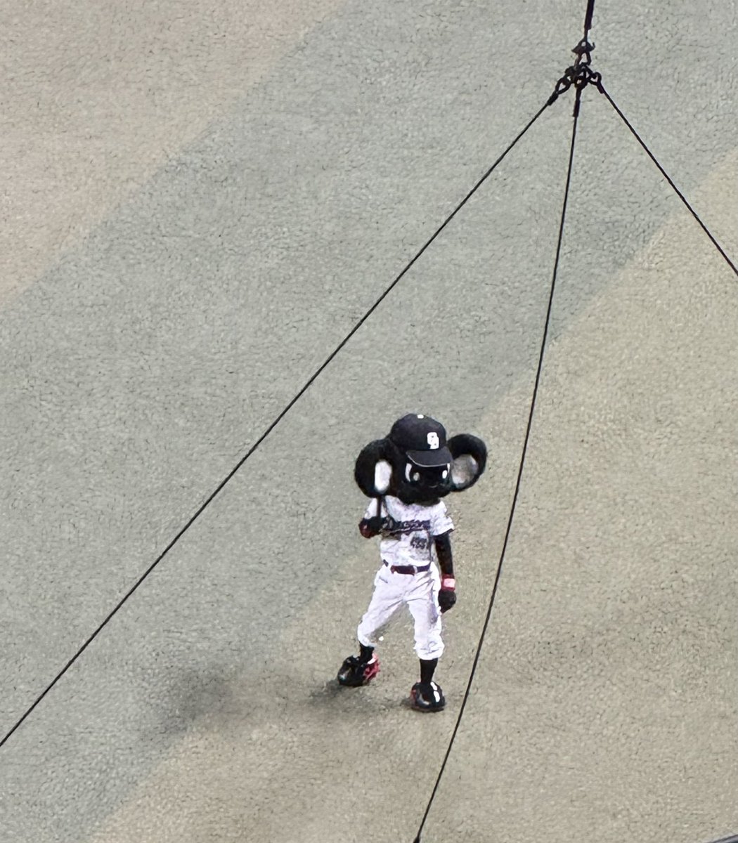 ppprrrm's tweet photo. 今日は ココ⚾️🐨
 #どらほー
 #ウワサのクロドアラ🐨はじめまして https://t.co/WJRWeNfYf2