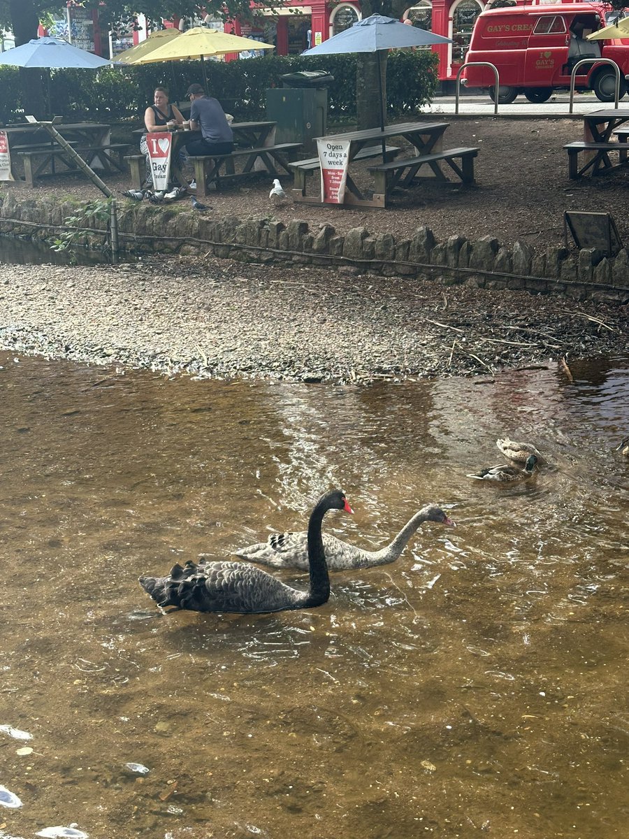 KHSYD11's tweet photo. Black swans at #dawlish #southdevon https://t.co/MLbmmRBJNZ