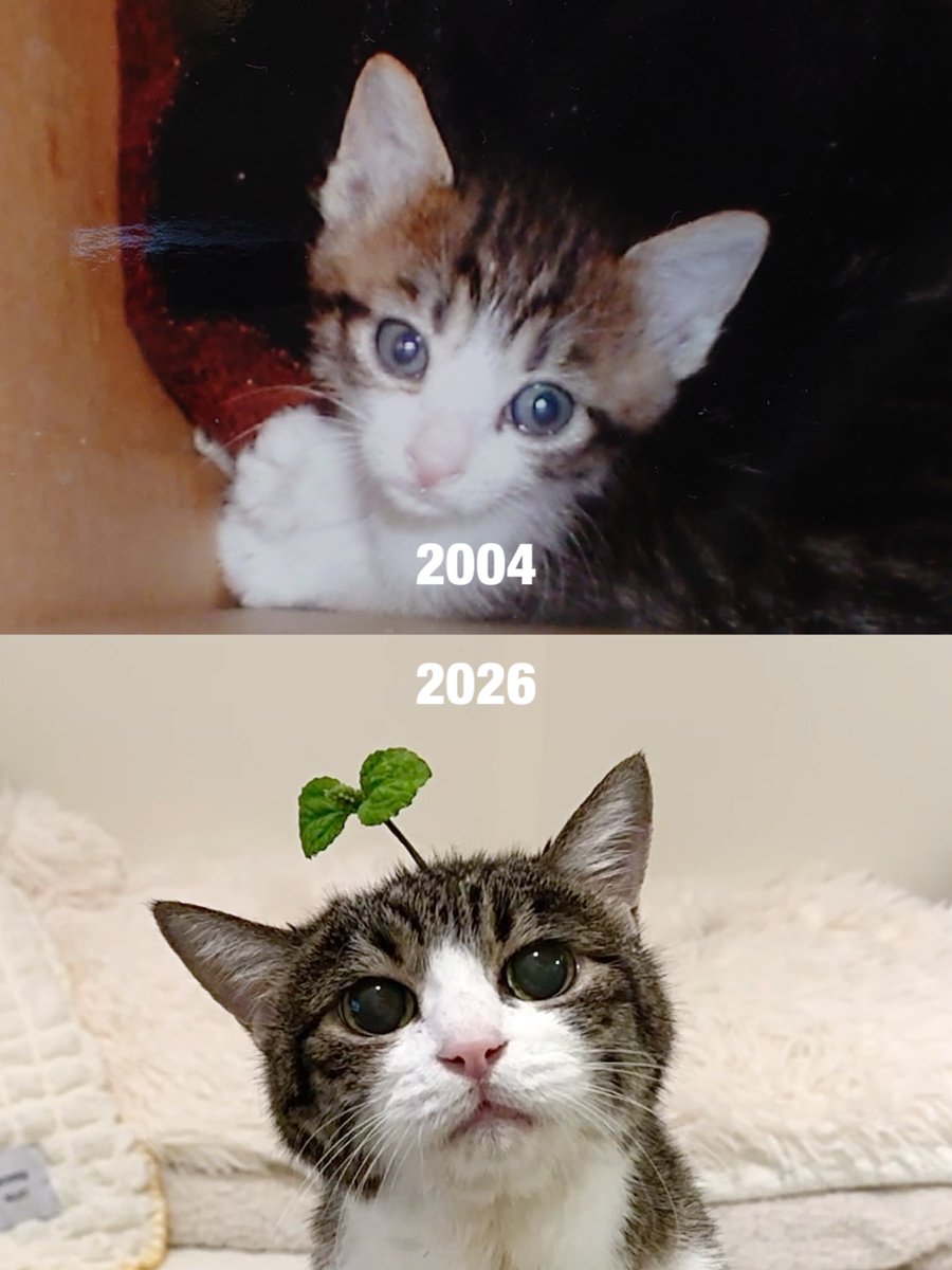 2004 → 2026