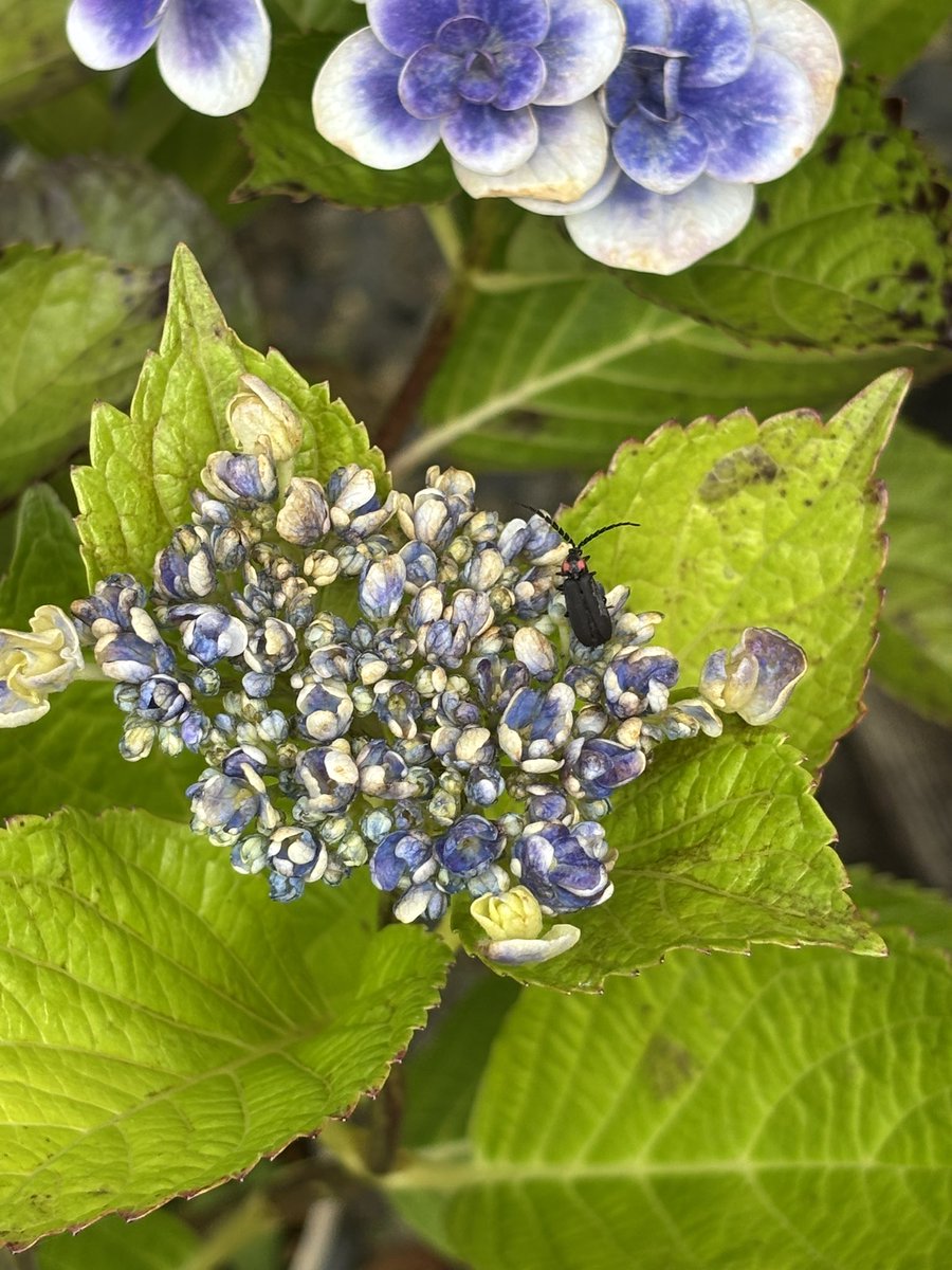 4L3k2D7FDF's tweet photo. 紫陽花を見に行くお誘いがあり、行ってきました。
鉢も地植えも種類が物凄く多いので見ごたえがありました。
蛙と蛍も撮れた☺️ https://t.co/rE1RHCnz1f