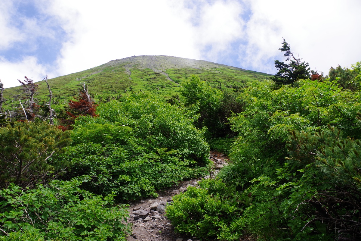 mitugasiwa2's tweet photo. 久々の岩手山はきつかった。
ウコンウツギとコマクサを堪能。 https://t.co/KDxYUFQUbJ