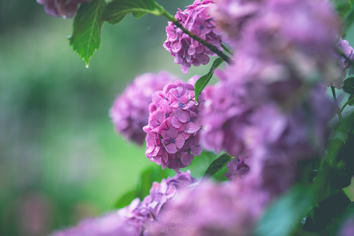📷：𝙉𝙞𝙠𝙤𝙣 ℤ9 lens：NIKKOR ℤ 135mm f/1.8 S Plena 撮影地
