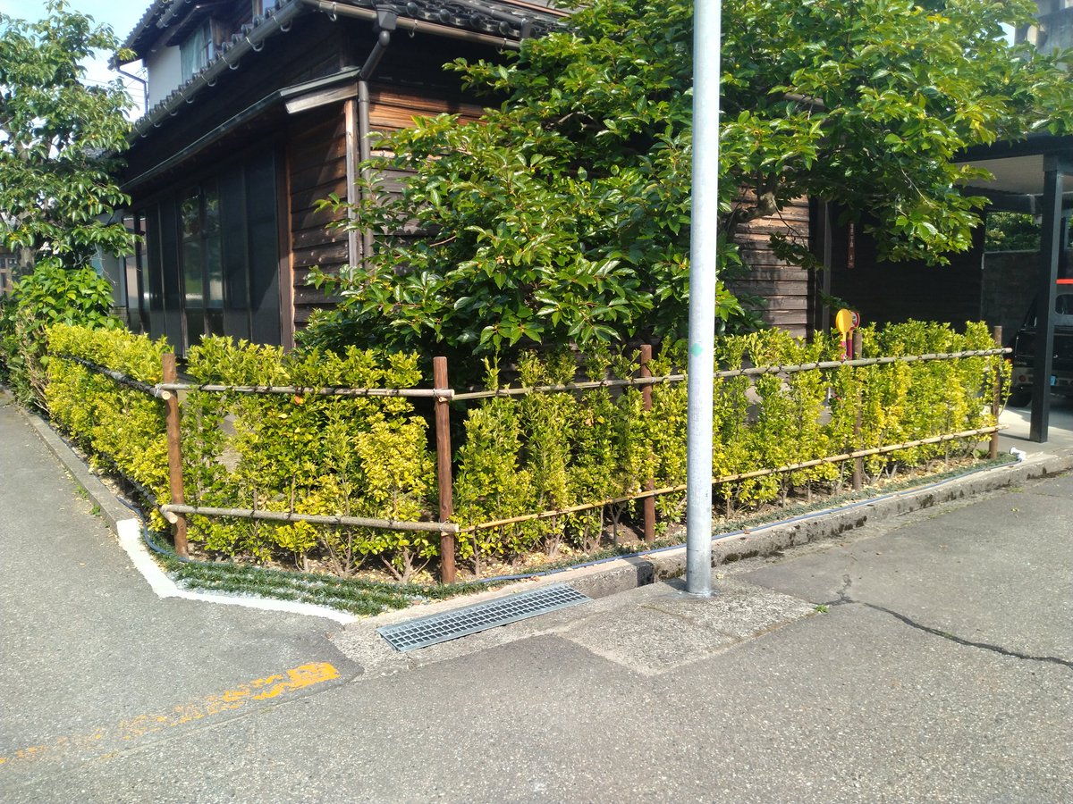 matuhawarau's tweet photo. ブロック撤去の後↓
生垣のマサキを植えました🌿
柔らかい境界になりました✨ https://t.co/BRaFBpFjx9