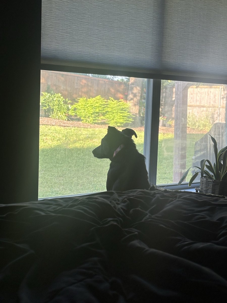GCORTEZ_OG's tweet photo. Looking for squirrels!! https://t.co/T9iWeGoMWs