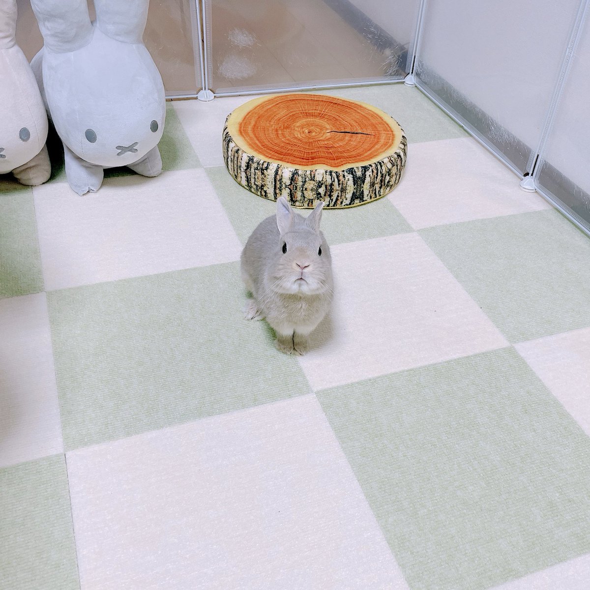 usagi_rinrin's tweet photo. かわいい子と目が合う https://t.co/n0kf1DGNah