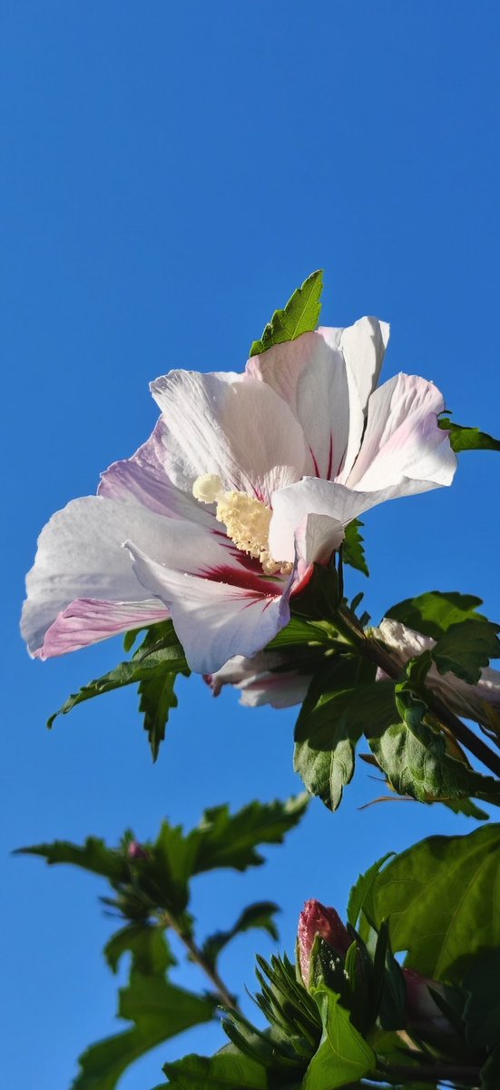 RamonGa58548826's tweet photo. Feliz finde a tod@s. 

"... Bochornoso calor que enerva y rinde,
si se cierne en la altura la tormenta,
tornara el aire irrespirable y denso.
Y el alma ansiosa y anhelante el pecho
a impulsos del instinto iban buscando 
puro aliento en la tierra y en el cielo"
✒️ R. de Castro. https://t.co/oCWU5cxjKT