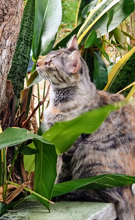 JohnnyGagadas's tweet photo. Linda ❣️Luxa❣️ .. meu Amor .. 
..
Sie liebt den Garten .. die Schmetterlinge und die Libellen .. Sie klettert gerne auf die Bäume .. ist mega aufmerksam und total verschmust .. eu amo vc 💞 .. 
..
einen wunderschönen guten Tag .. euch .. https://t.co/kKfhTqi011