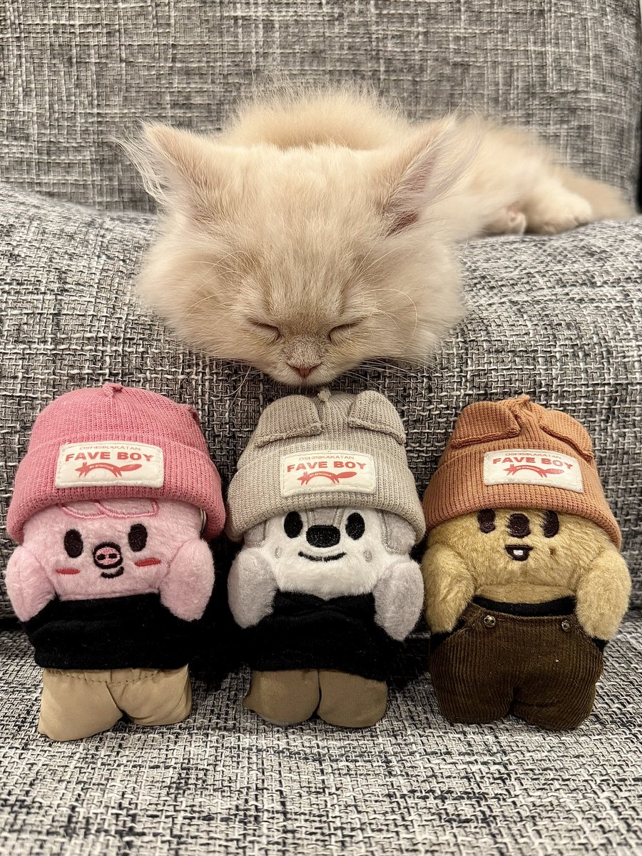 3RACHAdays's tweet photo. 圧倒的犬派の私‼️が、数日前にﾈｯｺﾁｬﾝをお迎え~~~🐈⸒⸒ 貢ぎ先が増えて幸福度さらに爆上がり😽💸これまで以上に労働頑張るぞｯ🏋🏻 https://t.co/QGy4uk7H1K