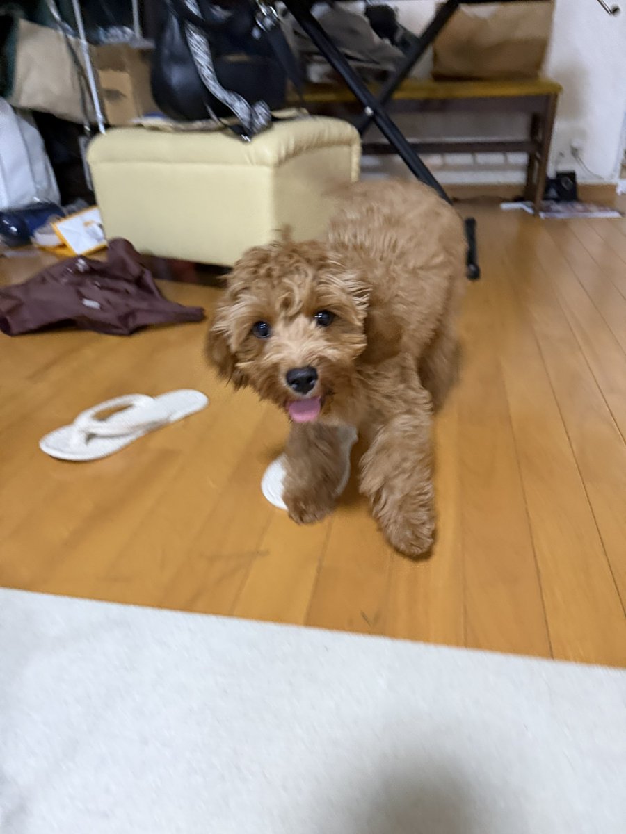 KAIcrxx's tweet photo. オレの侍ジャパン🇯🇵村林キーホルダーが
破壊された😭
もちろん悪気ゼロ🐩
というよりやりきった感🥹 https://t.co/6L0VRITUfs