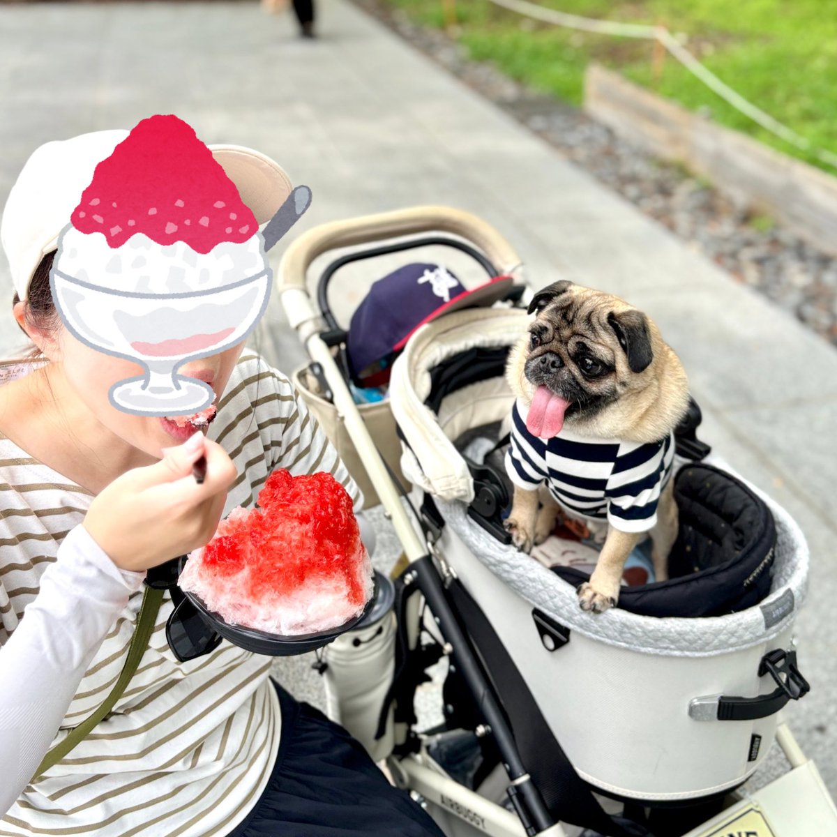 2020_pug_tsune's tweet photo. おいしいかきごおりだっただなぁ。
カーッ！

#パグ #pug https://t.co/DZhOGJmxwx
