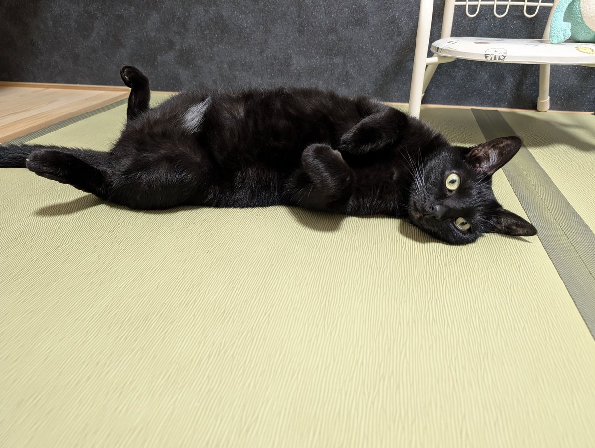 konekowohirotta's tweet photo. 2999日目。
床に落ちている黒猫。
転がるなら布団やソファーのほうが寝心地良さそうだが、時々こうして腹を出しながらしっかり転がっている。こういう転がり方をすると、見つけた誰かがスーーーッと吸い込まれて腹を撫でることを知っているからかもしれない https://t.co/oRVRB41sKm