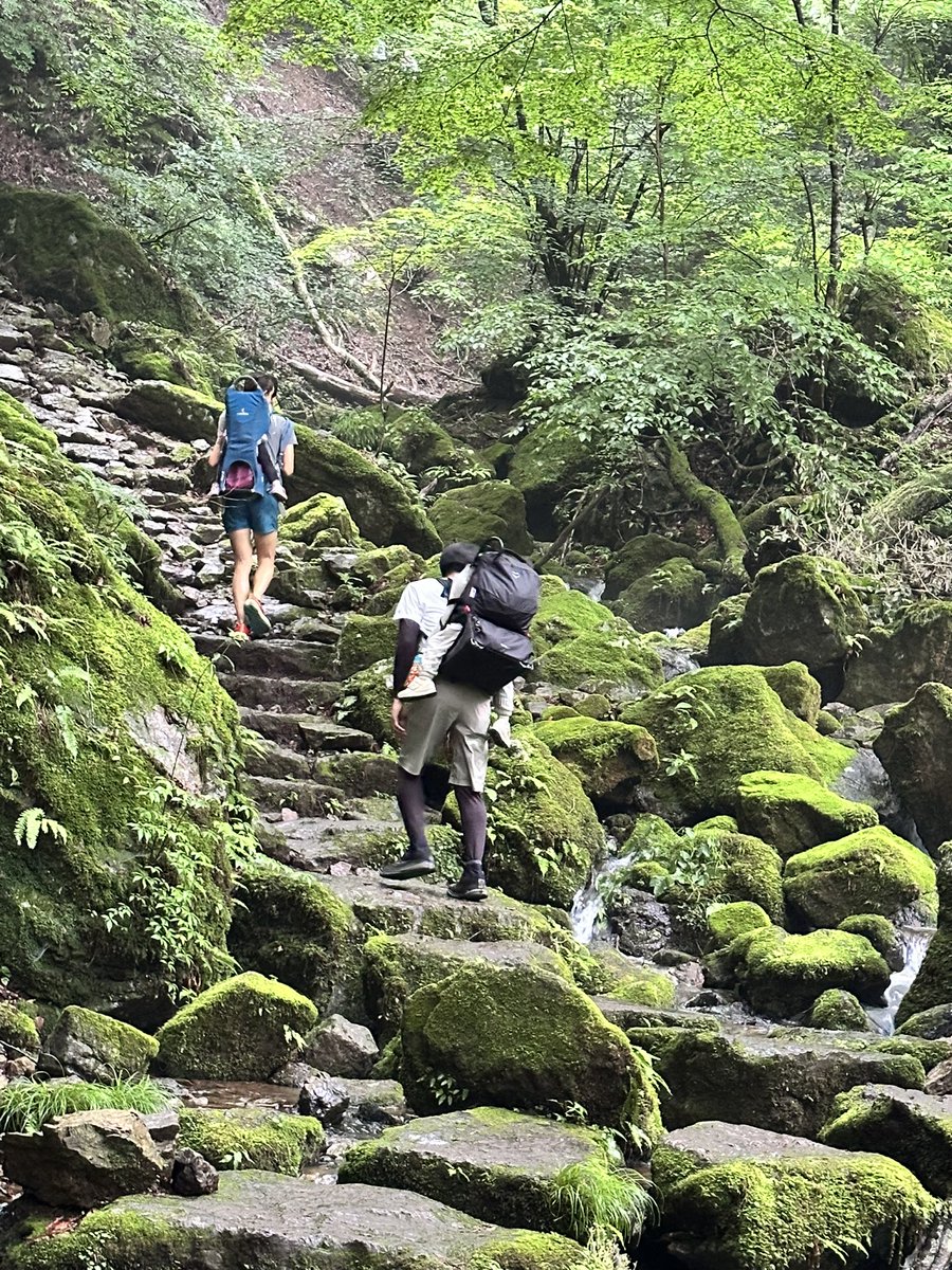 antsugushu's tweet photo. お知り合いと親子登山してきた⛰️
結構な登り下りで、背負われている子どもたちが羨ましくなった😂
苔で癒されたなあ、娘も楽しそうでよかった☺️ https://t.co/fwWPACeBsT