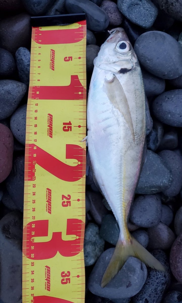 access2257's tweet photo. 今日は西湘サーフへスーパーライトショアジギング🎣雨の影響で適度に濁りあり、パームスのミニチュアダックス14gアカキンでデカアジ×3、ヒラセイゴ、マゴチGET🐟️ワカシ&amp;ショゴどこ行った👀？
#SLS #スーパーライトショアジギング #パームス #PALMS https://t.co/zsgErQ5Rhv