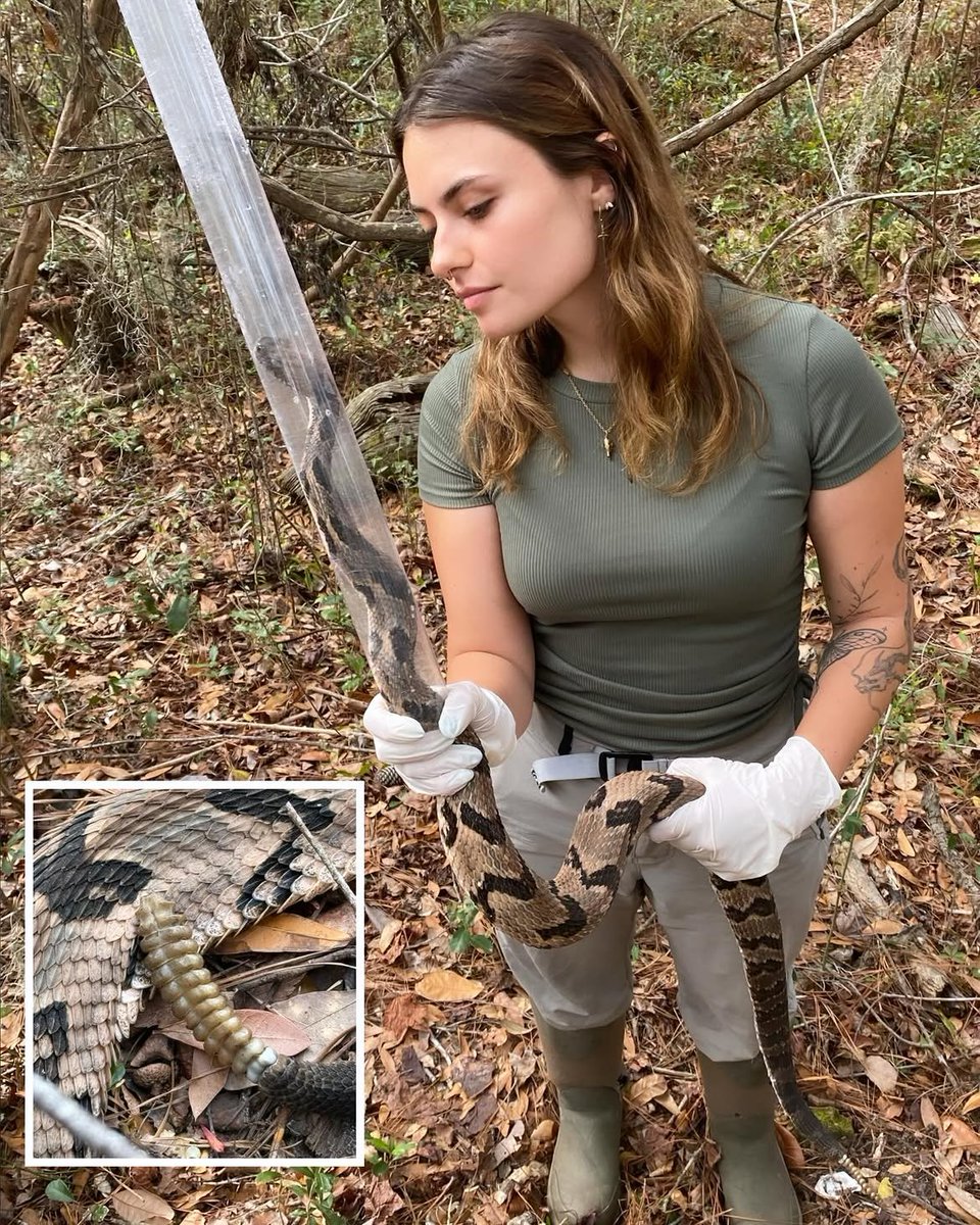 Kira_fauna's tweet photo. First step into X. 🐍
Herpetology ,Wildlife Ecology ,Exploration.
Following the wild, one discovery at a time.
Nature has the best stories I'm here to share them. https://t.co/wOj9PwX67d