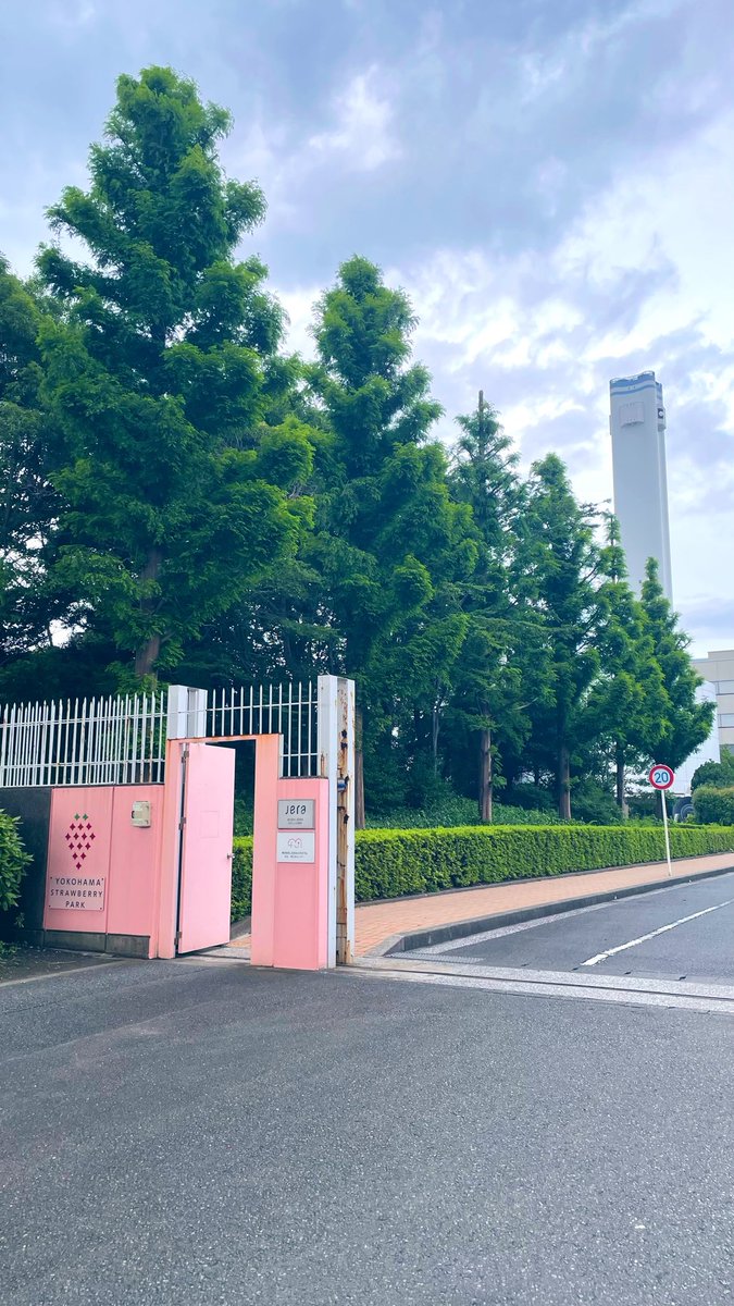 okakacafe's tweet photo. ベイブリッジに向かう産業道路沿いに
ひっそりあるﾖｺﾊﾏｽﾄﾛﾍﾞﾘｰﾊﾟｰｸに🍓

企業ぽい門をくぐらんと見えてこない可愛い建物。。👀

通年イチゴ狩りができるビニルハウスも。

ティラミスかなり美味でした🍓 https://t.co/4Uw4CIEpRX
