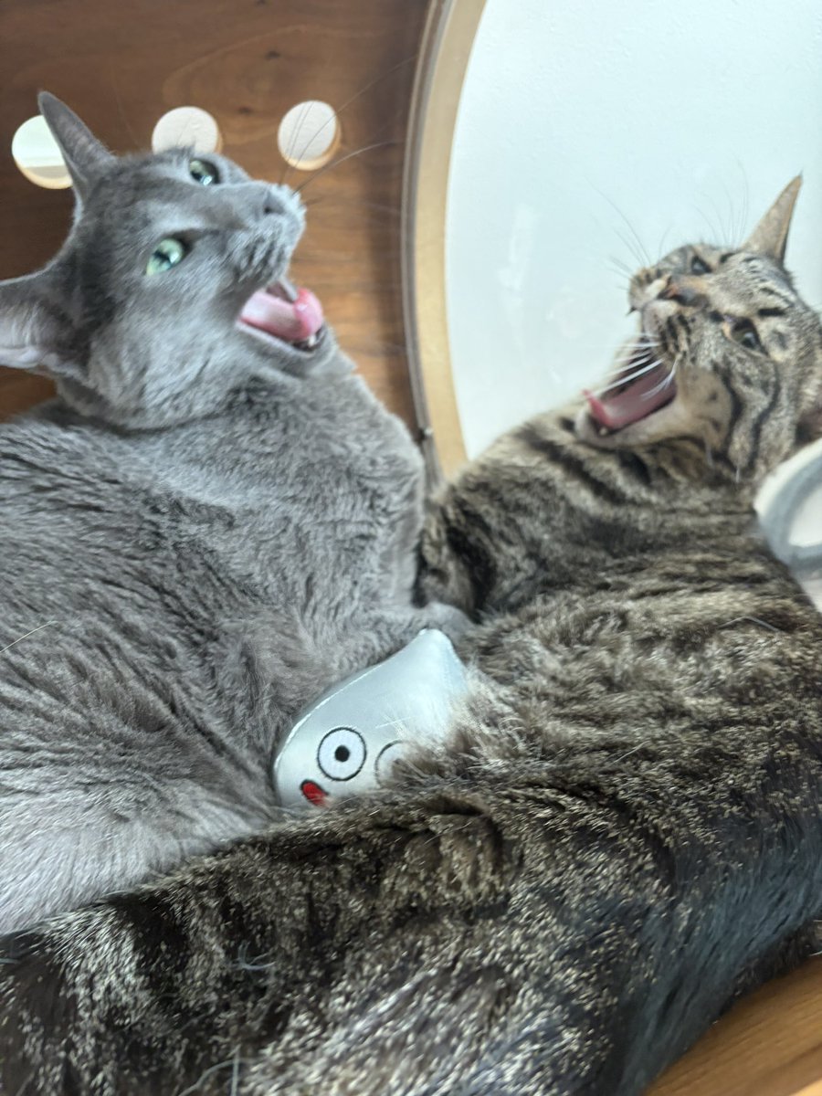 CatApartment's tweet photo. つられてアクビが出ちゃうのはよくあることですが、全く同時に2ニャンでアクビが出るというのは非常に珍しい！
初めて見ましたー！ https://t.co/FZYCWToYkG