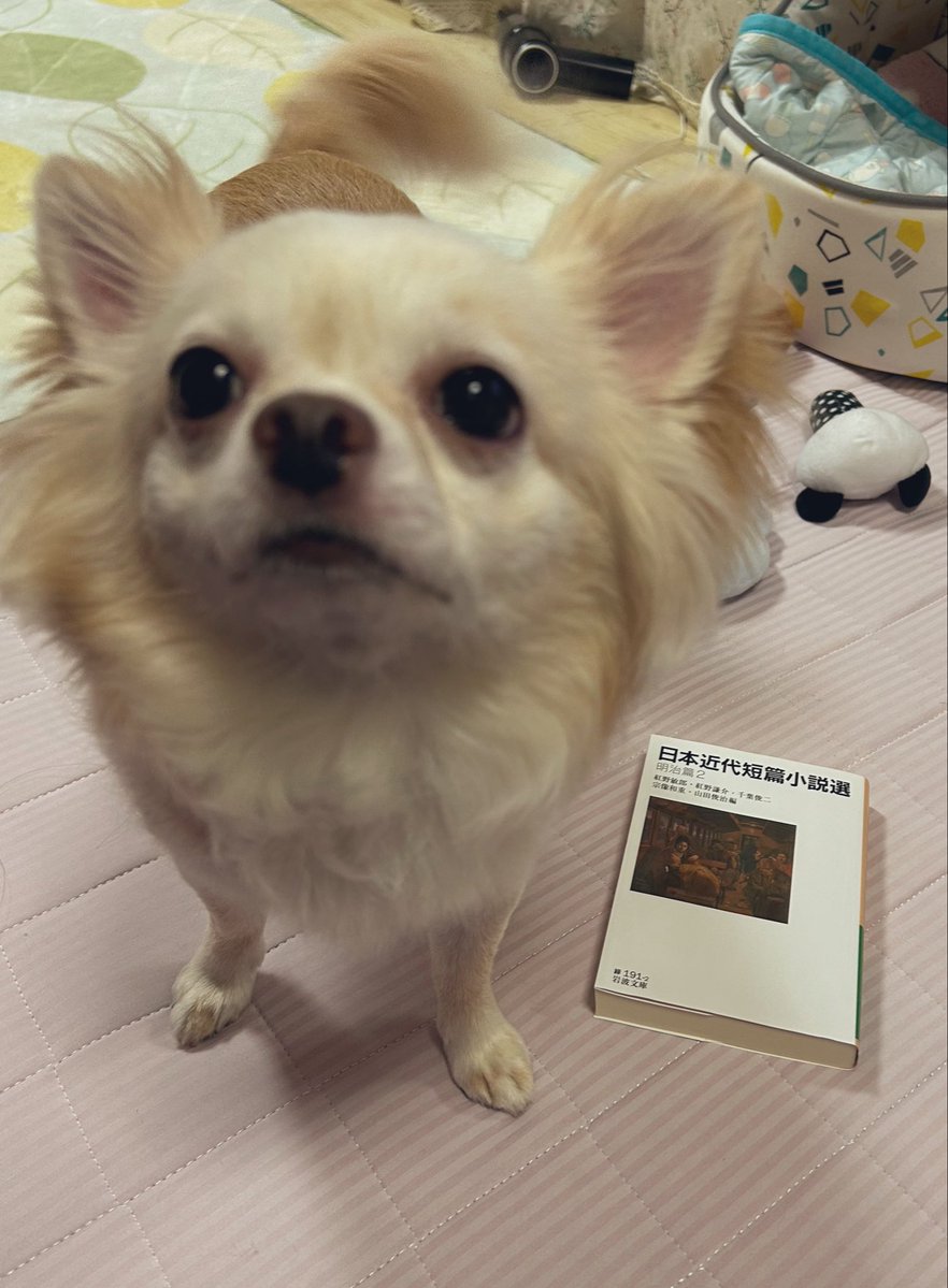 misa_108's tweet photo. 久々に近代文学でも読もうかな…と📚
「そんなことより構ってください。」
な犬くん🐾 https://t.co/6RnROzSM1b