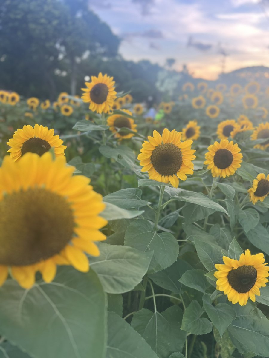 rristnce's tweet photo. had a blast at today’s freshie orientation and got to know some of my coursemates! 

also got to see sunflowers by chance after just wandering around the campus. ang ganda mo, up. 🫶🌻 https://t.co/HZqeRs2cjW